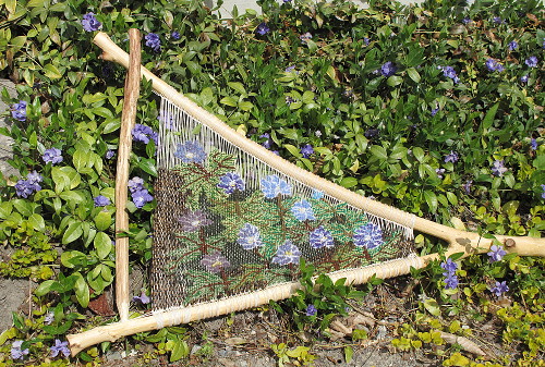 キクザキイチリンソウ