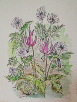 カタクリとイチリンソウの下絵