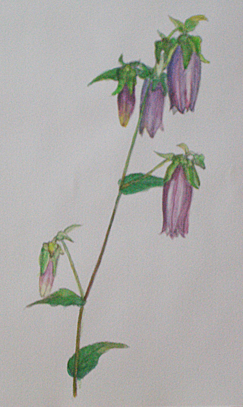 ホタルブクロ F6号